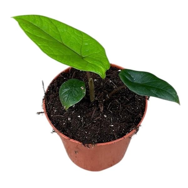 Горшечные цветы и растения оптом Alocasia Scalprum от 1шт (для телеги) из Голландии с доставкой по России