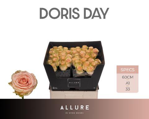 Срезанные цветы оптом Rosa large doris day Allure от 50шт из Голландии с доставкой по России