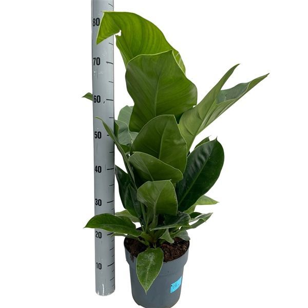 Горшечные цветы и растения оптом Philodendron Imp Green от 1шт из Голландии с доставкой по России