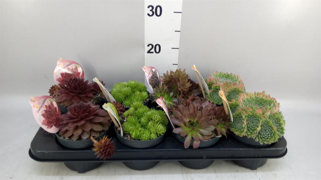 Горшечные цветы и растения оптом Sempervivum chickch ...mix от 8шт из Голландии с доставкой по России