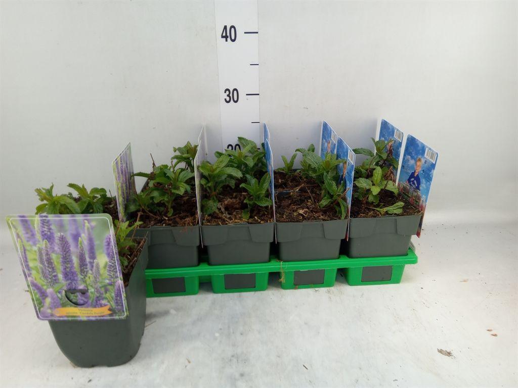 Горшечные цветы и растения оптом Veronica Spicata от 10шт из Голландии с доставкой по России