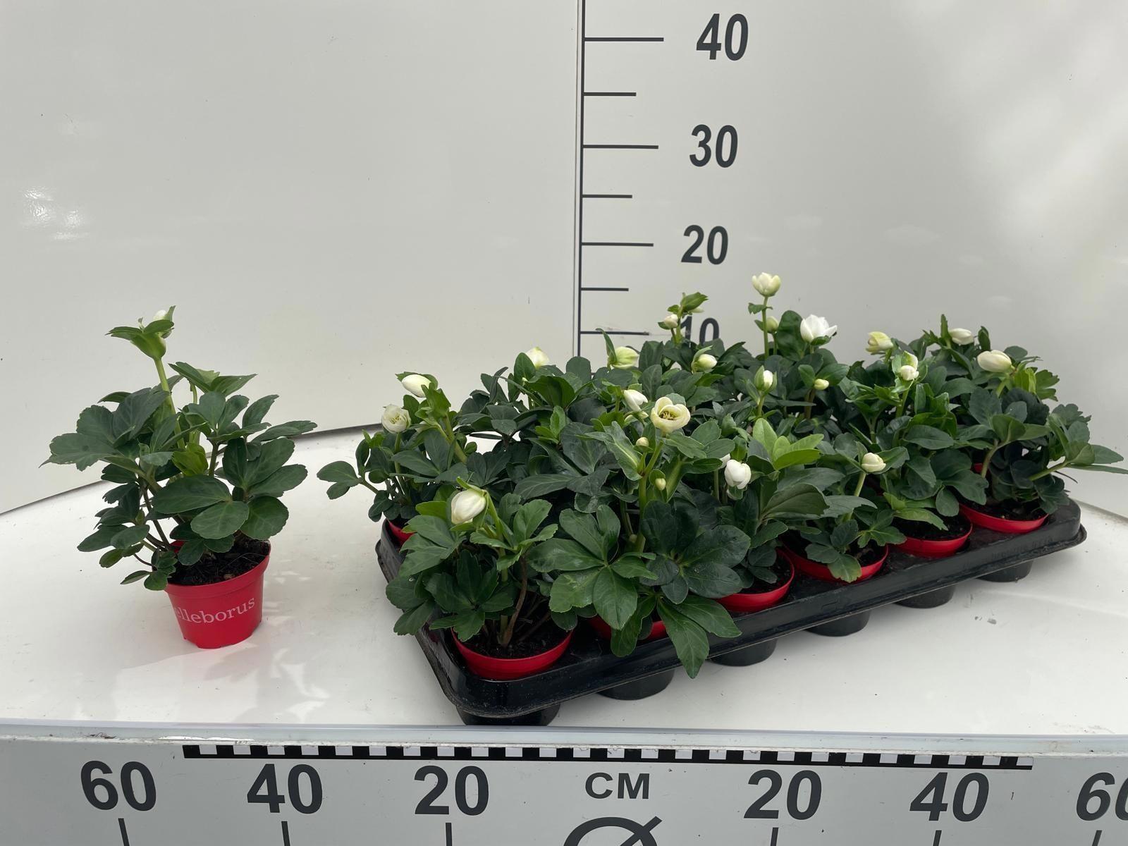 Горшечные цветы и растения оптом Helleborus Nig. Christmas Carol от 18шт (для телеги) из Голландии с доставкой по России Горшечные цветы и растения оптом Helleborus Nig. Christmas Carol от 18шт (для телеги) из Голландии с доставкой по России