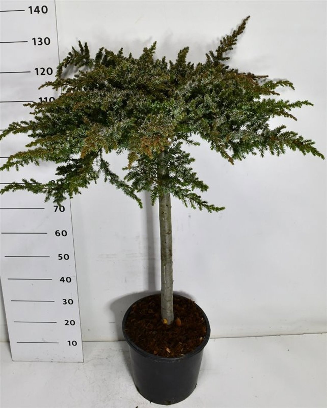 Горшечные цветы и растения оптом Juniperus Conf Schlager On Stem от 1шт из Голландии с доставкой по России