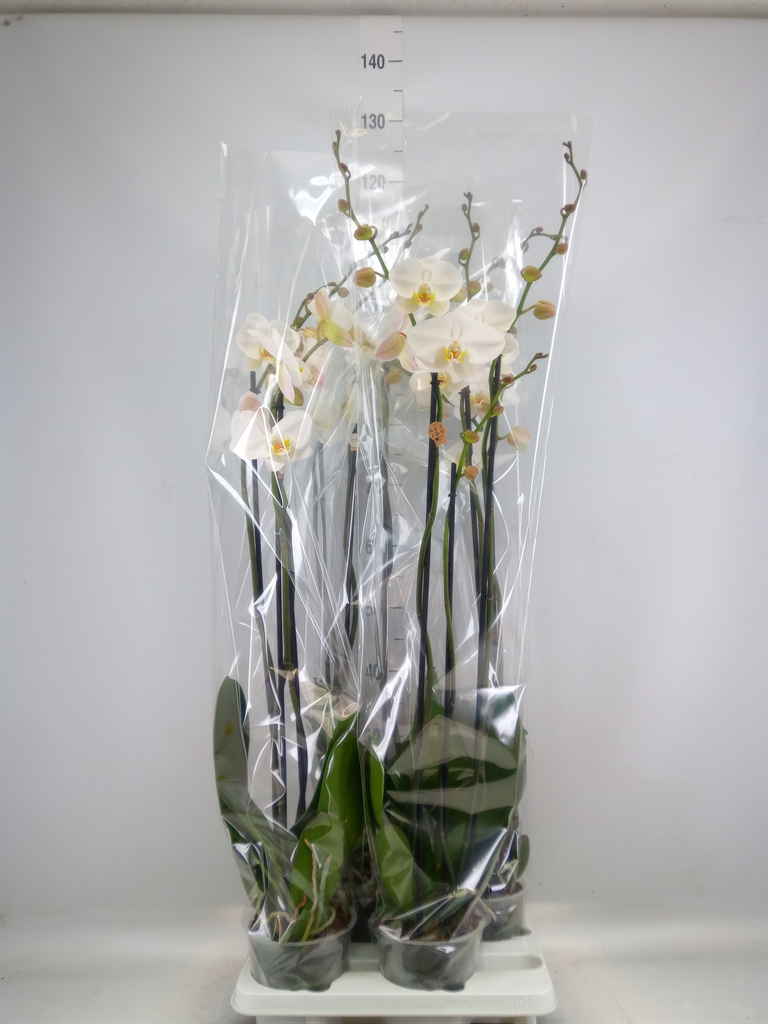 Горшечные цветы и растения оптом Phalaenopsis   ...white от 4шт из Голландии с доставкой по России