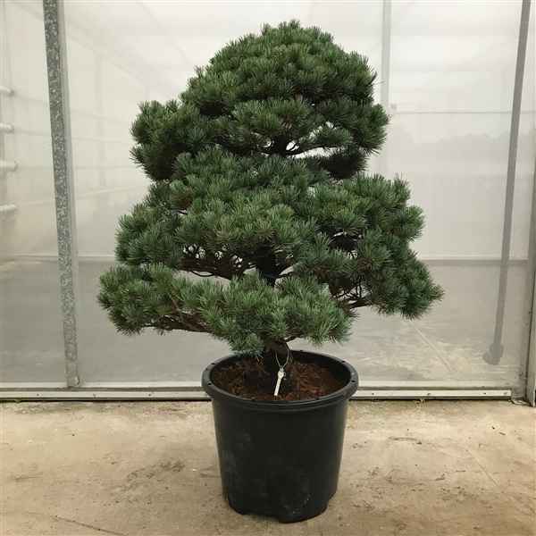 Горшечные цветы и растения оптом Bonsai Pinus Parviflora Garden Tree от 1шт из Голландии с доставкой по России