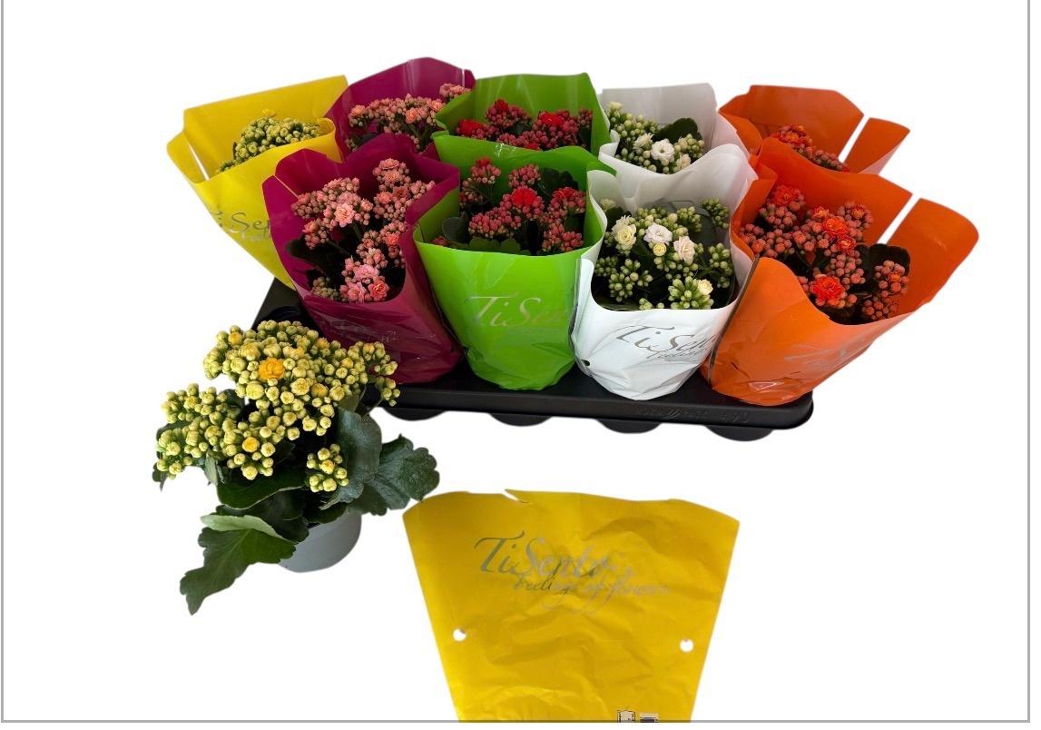 Горшечные цветы и растения оптом Kal Ge Gem от 10шт'' из Голландии с доставкой по России