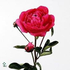 Срезанные цветы оптом Paeonia kansas от 100шт из Голландии с доставкой по России