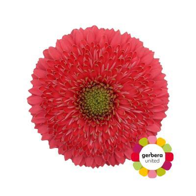 Срезанные цветы оптом Germini diamond cupid от 40шт из Голландии с доставкой по России