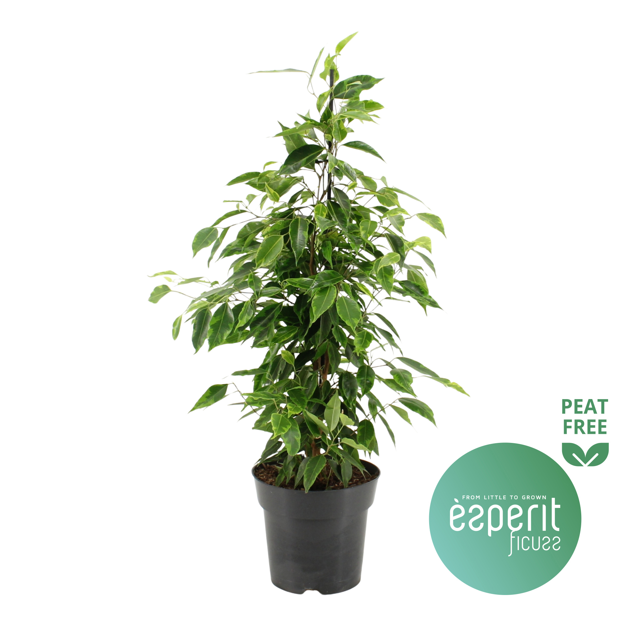 Горшечные цветы и растения оптом Ficus Be Anastasia от 6шт из Голландии с доставкой по России