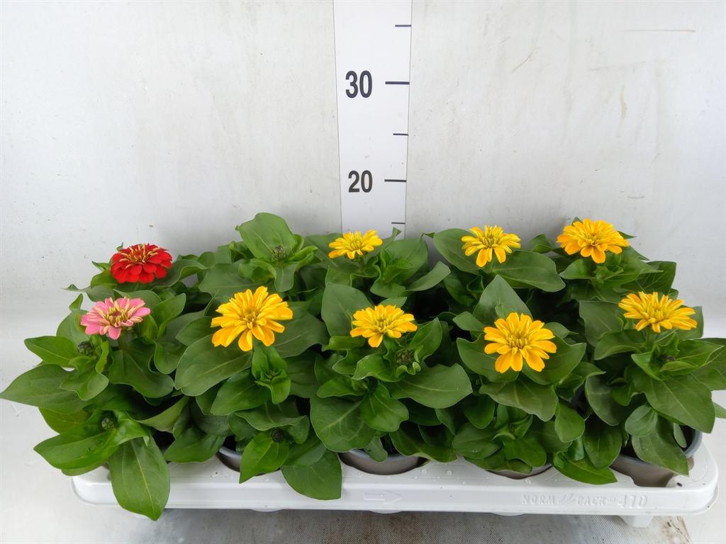 Горшечные цветы и растения оптом Zinnia   ...mix от 10шт из Голландии с доставкой по России