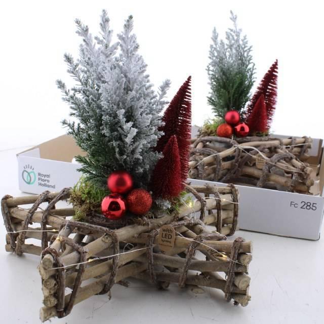 Горшечные цветы и растения оптом Cham L Ellwoodii от 2шт из Голландии с доставкой по России