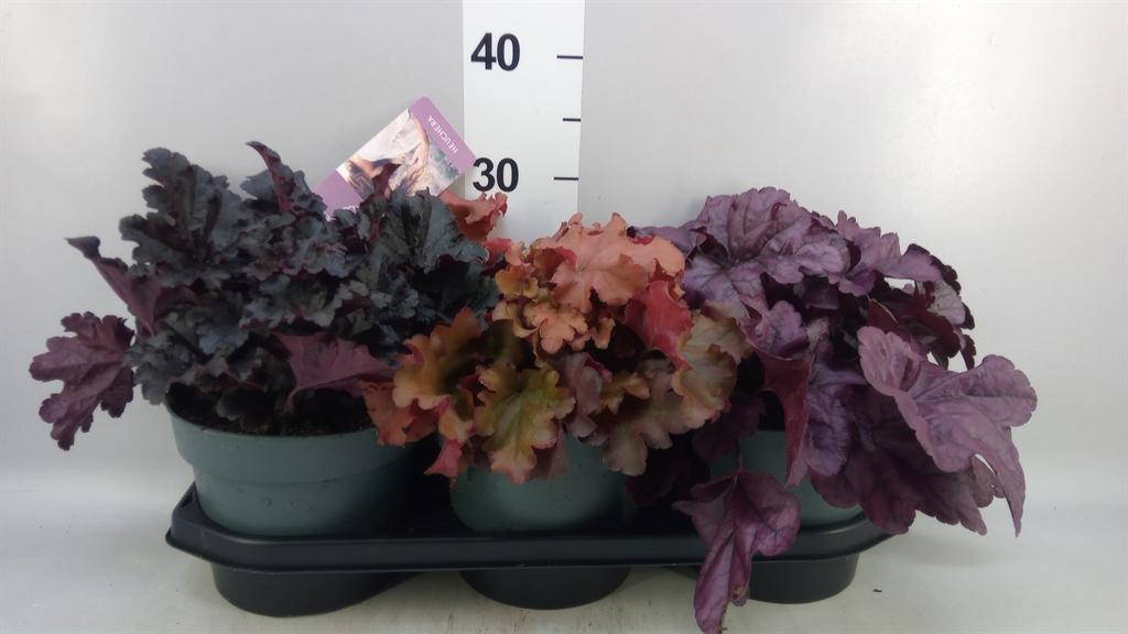 Горшечные цветы и растения оптом Heuchera indian Summer ...mix от 3шт из Голландии с доставкой по России