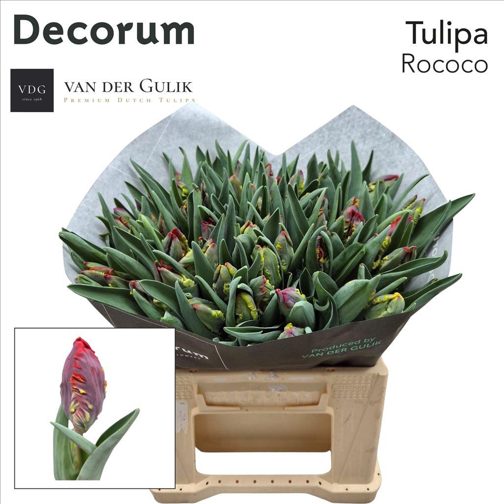 Срезанные цветы оптом Tulipa pa rococo от 50шт из Голландии с доставкой по России