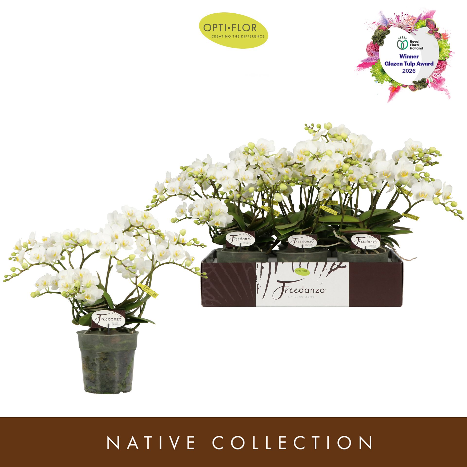 Горшечные цветы и растения оптом Phal Freedanzo Dove 30+ (opti) от 6шт из Голландии с доставкой по России