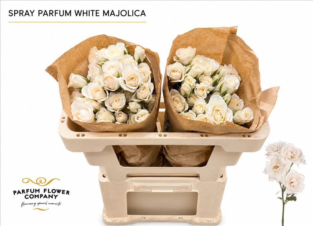 Срезанные цветы оптом Rosa spray garden white majolica от 24шт из Голландии с доставкой по России