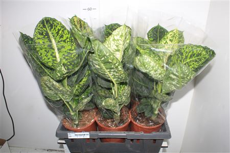 Горшечные цветы и растения оптом Dieff Reflector от 6шт из Голландии с доставкой по России