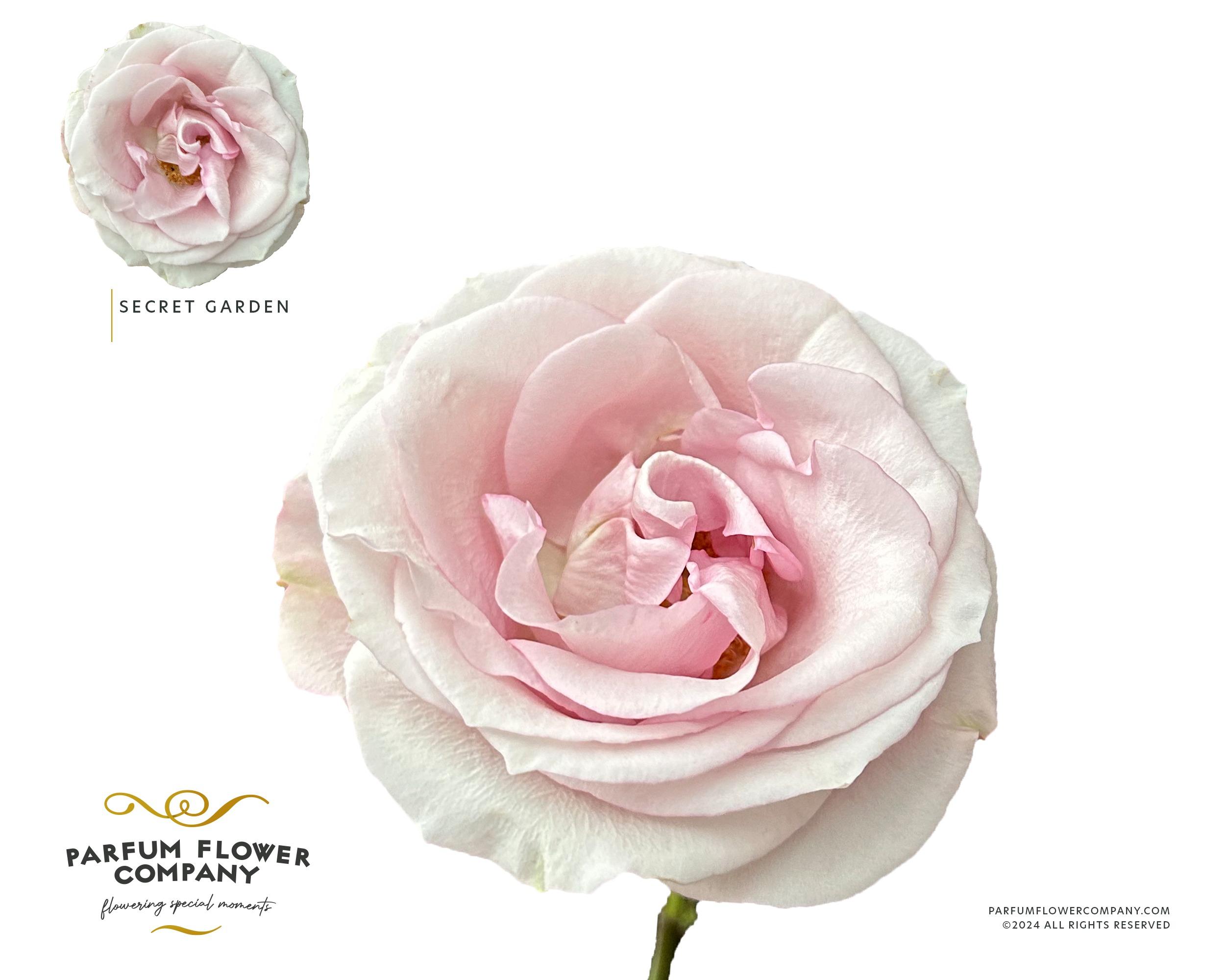 Срезанные цветы оптом Rosa large secret garden от 24шт из Голландии с доставкой по России