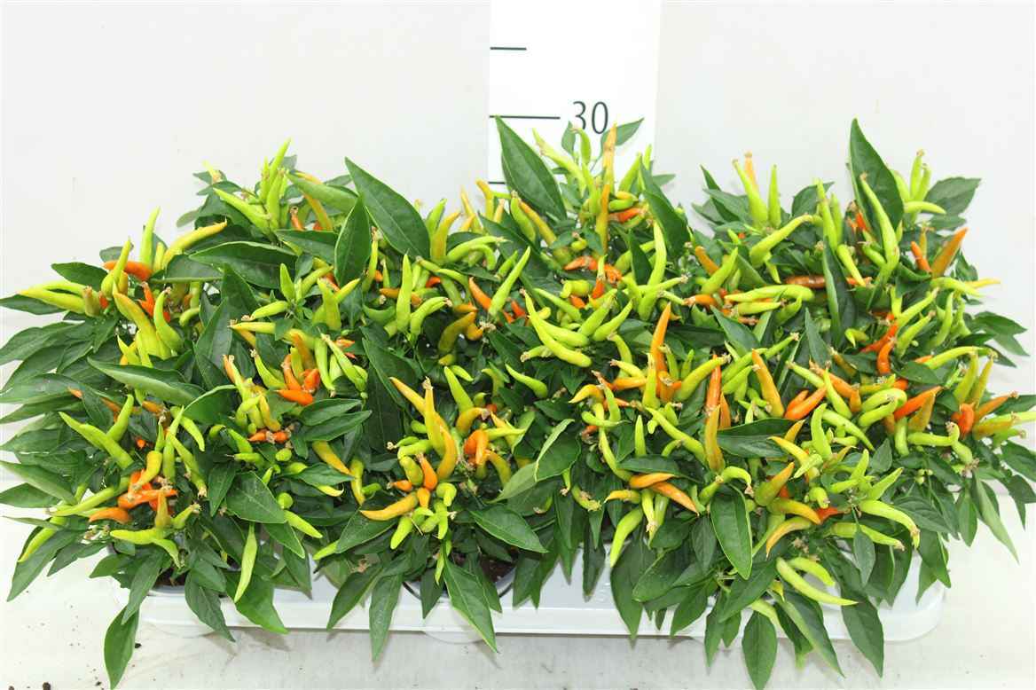 Горшечные цветы и растения оптом Capsicum Hup Hup от 12шт из Голландии с доставкой по России