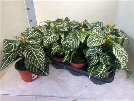 Горшечные цветы и растения оптом Aphelandra Squa Dania Flowering от 8шт из Голландии с доставкой по России