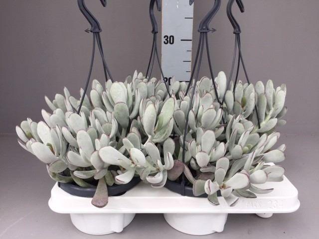 Горшечные цветы и растения оптом Cotyledon coral от 4шт из Голландии с доставкой по России