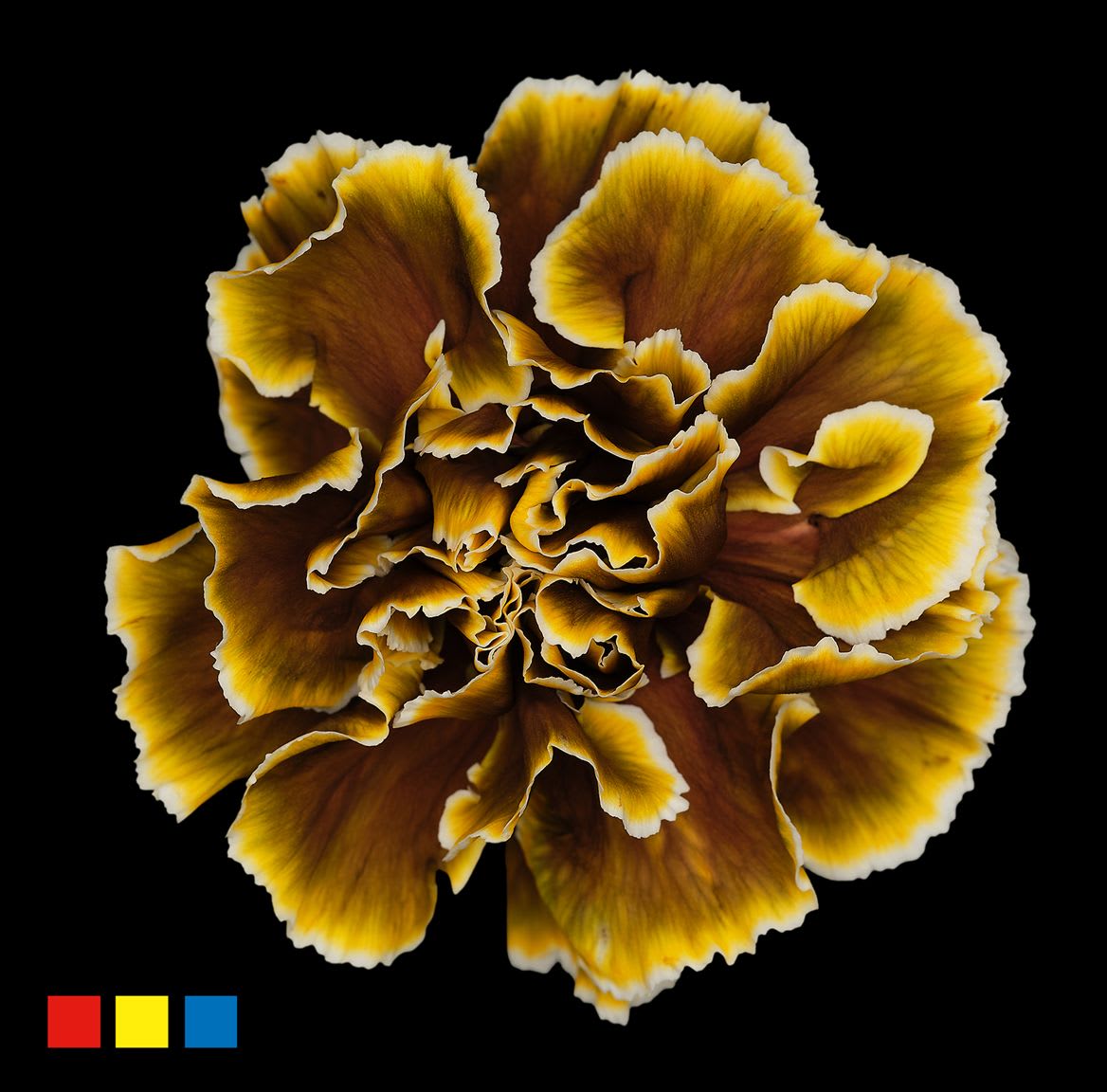 Срезанные цветы оптом Dianthus st paint toffee от 80шт из Голландии с доставкой по России
