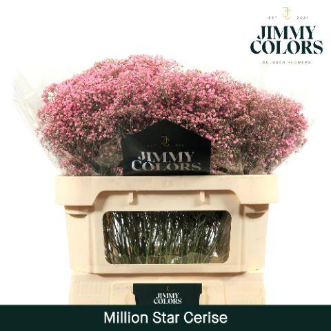 Срезанные цветы оптом Gyps fine paint cerise от 75шт из Голландии с доставкой по России Срезанные цветы оптом Gyps fine paint cerise от 75шт из Голландии с доставкой по России