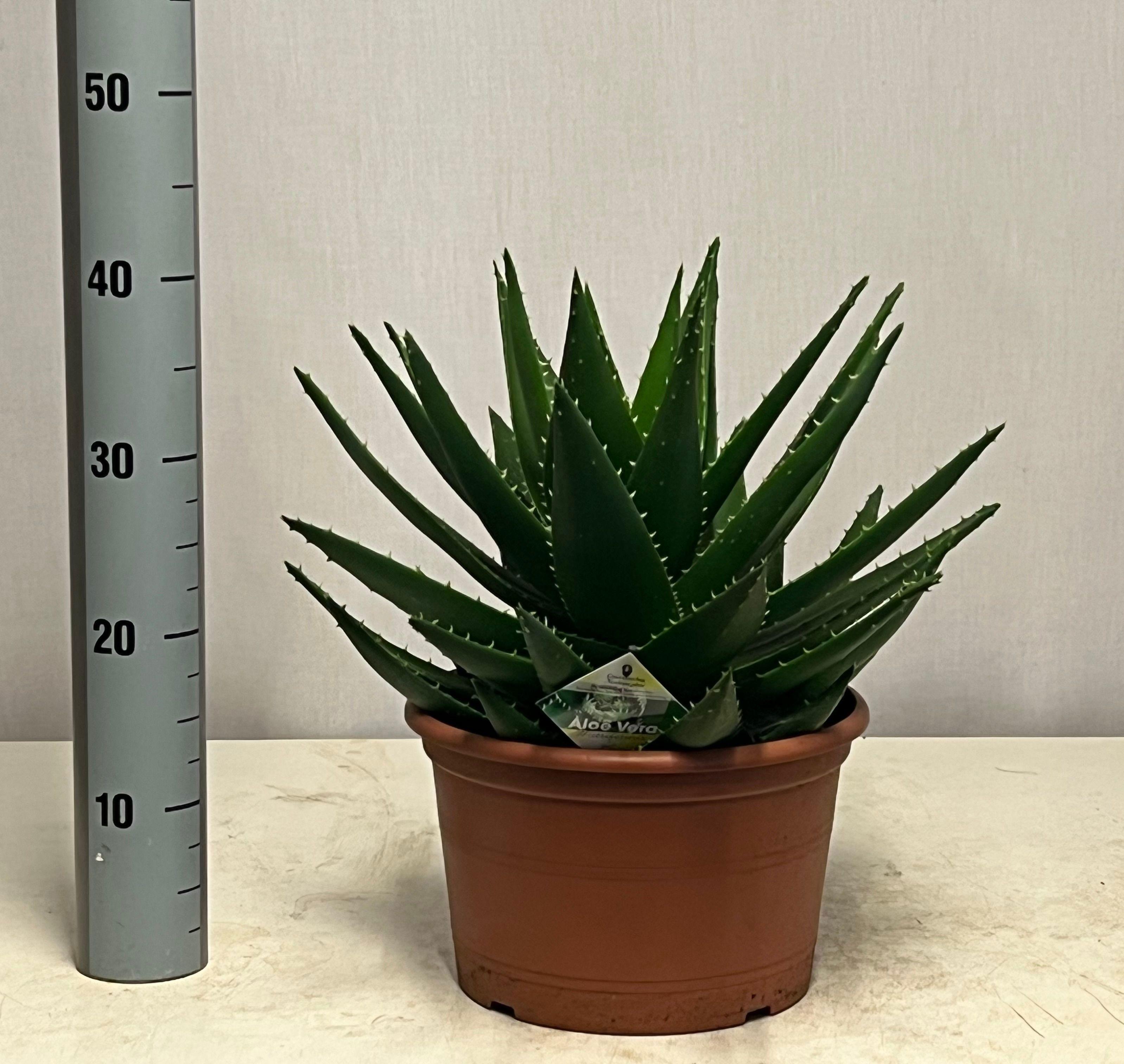 Горшечные цветы и растения оптом Aloe Perfoliata от 1шт из Голландии с доставкой по России
