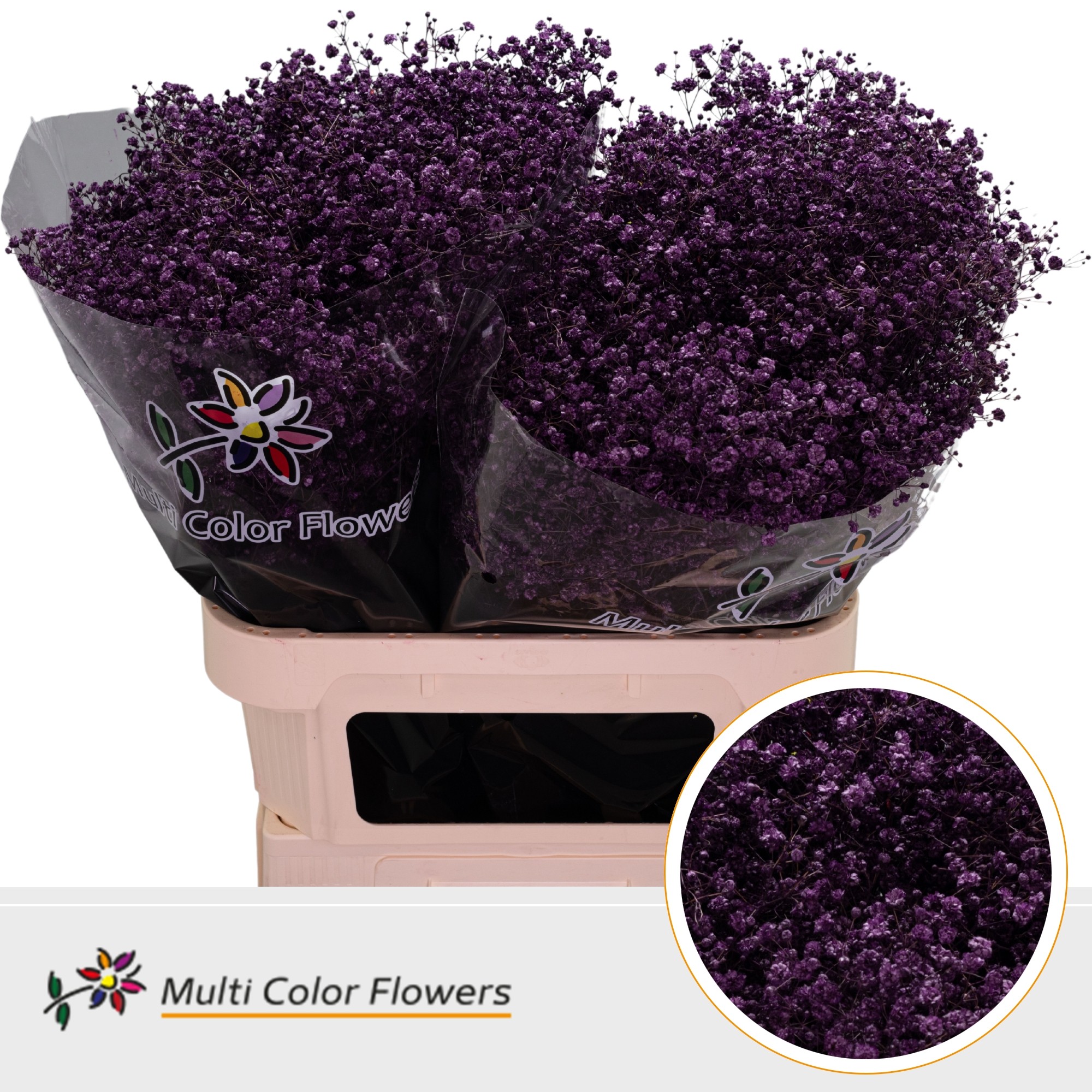 Срезанные цветы оптом Gyps large paint lilac dark от 50шт из Голландии с доставкой по России