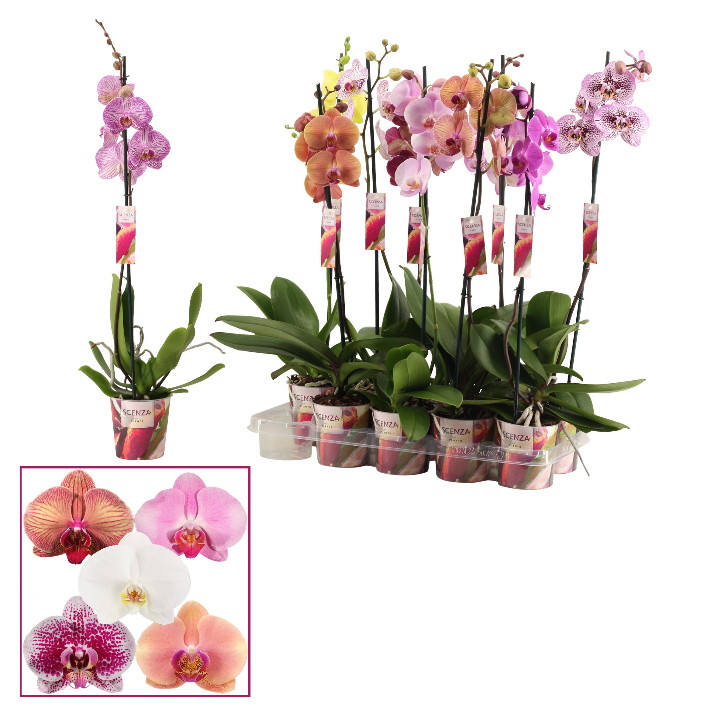 Горшечные цветы и растения оптом Phal 1st Mix 6+ Scenza (duijn Hove) от 10шт из Голландии с доставкой по России