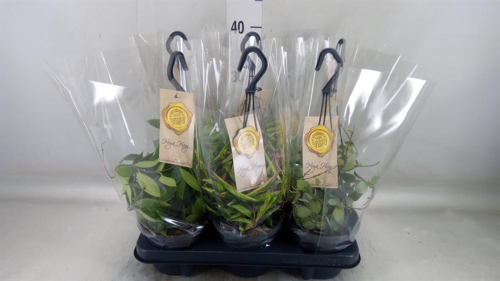 Горшечные цветы и растения оптом Hoya   ...mix от 6шт из Голландии с доставкой по России