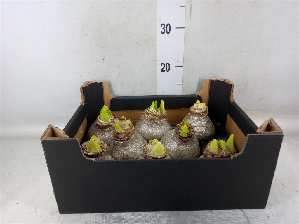 Горшечные цветы и растения оптом Hippeastrum   ...waxed H% от 8шт из Голландии с доставкой по России