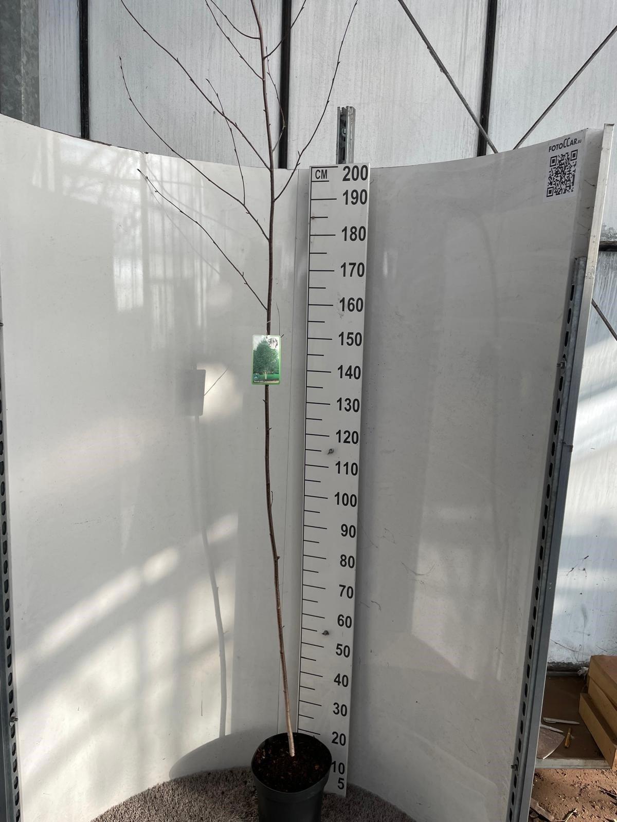 Горшечные цветы и растения оптом Betu Ut Jacquemontii от 1шт из Голландии с доставкой по России