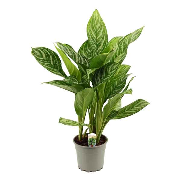 Горшечные цветы и растения оптом Aglaonema Stripes от 6шт из Голландии с доставкой по России