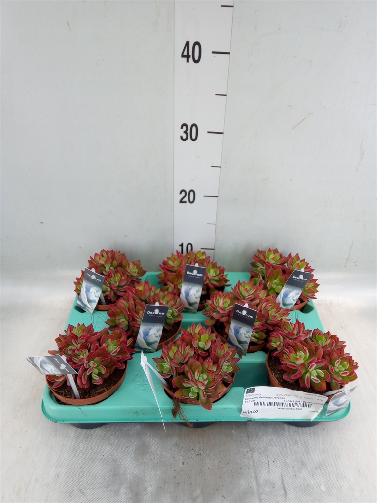 Горшечные цветы и растения оптом Echeveria   ... от 8шт из Голландии с доставкой по России