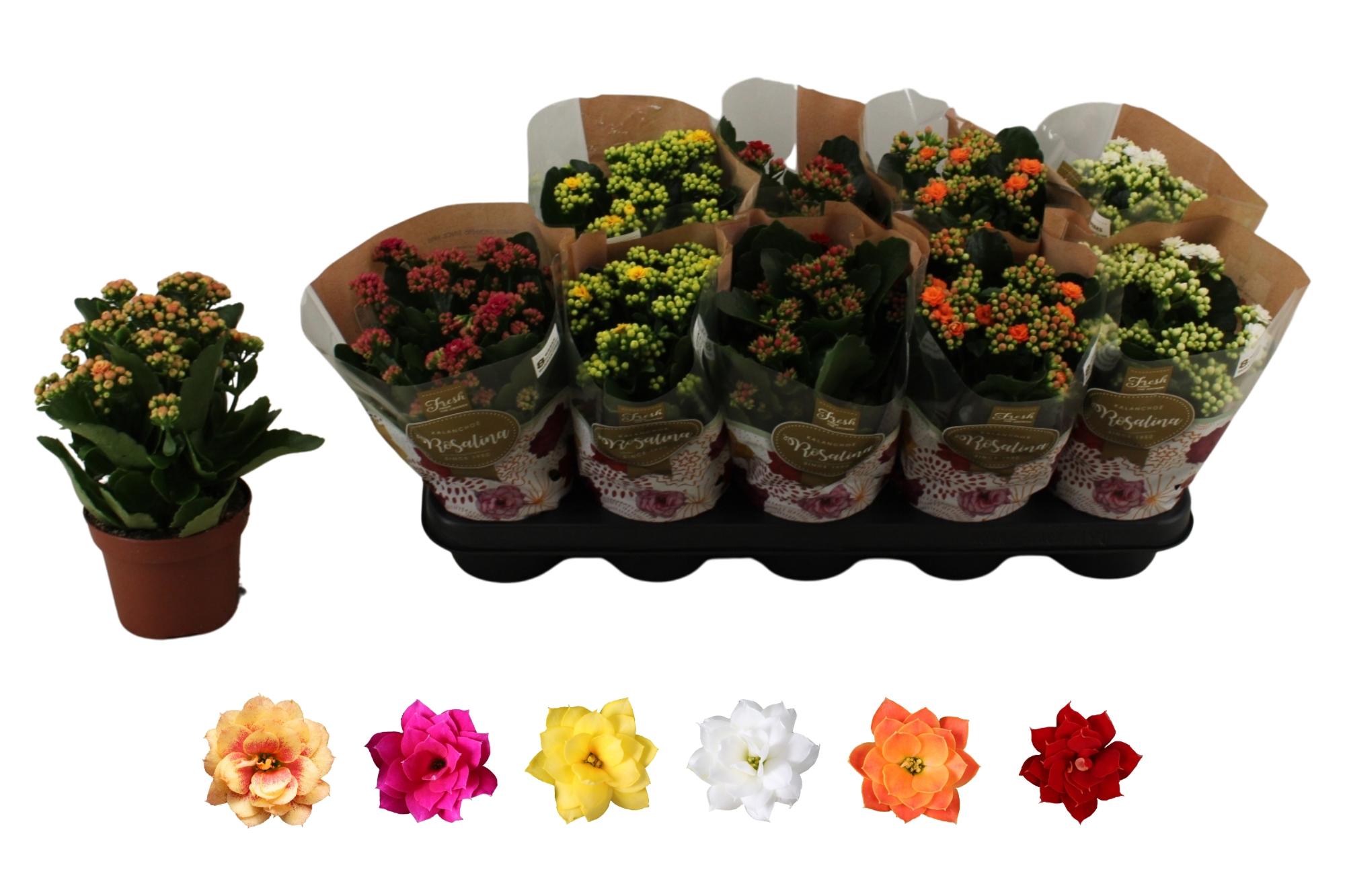 Горшечные цветы и растения оптом Kal Ge Ro Gem 6 Kl от 10шт из Голландии с доставкой по России