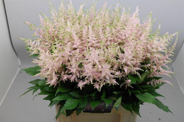 Срезанные цветы оптом Astilbe europa от 100шт из Голландии с доставкой по России