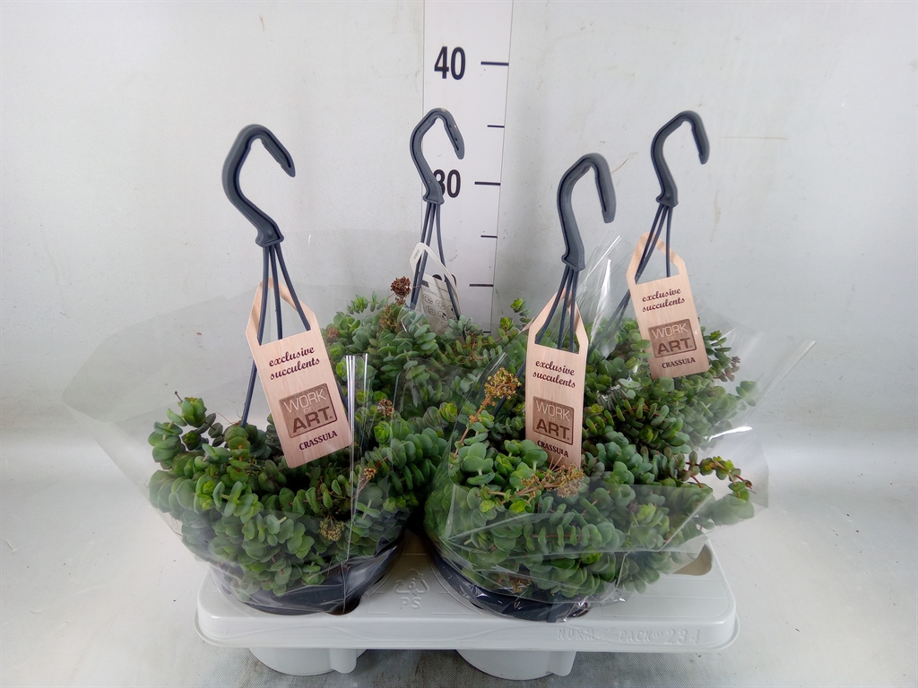 Горшечные цветы и растения оптом Crassula Marnieriana от 4шт из Голландии с доставкой по России