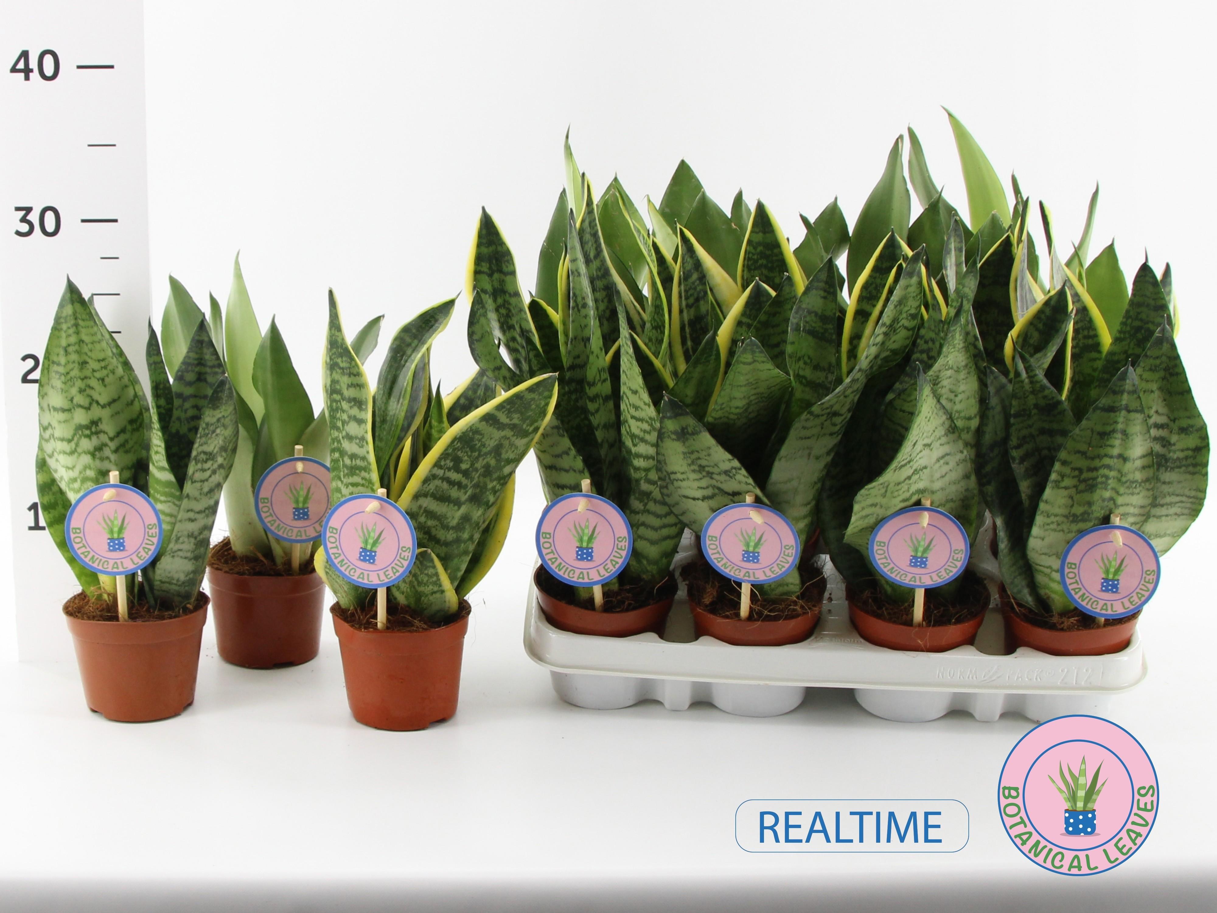 Горшечные цветы и растения оптом Sansev Trifascia Gem от 12шт (для телеги) из Голландии с доставкой по России