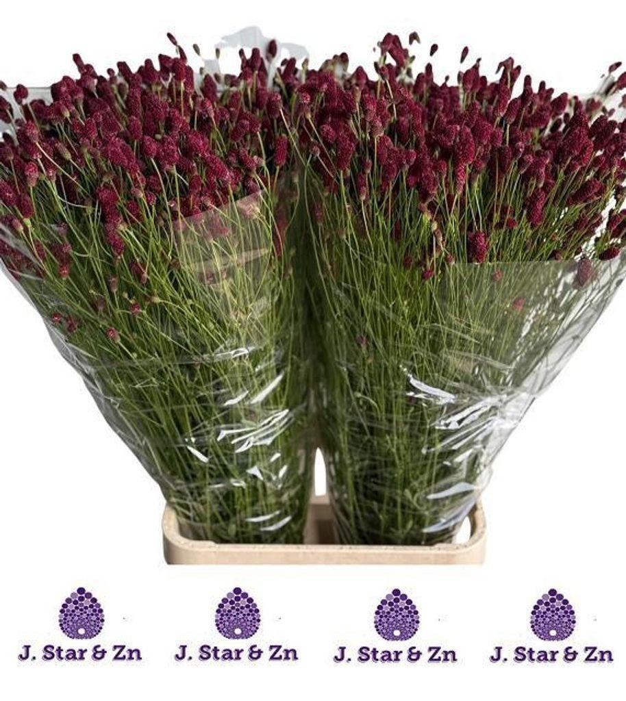 Срезанные цветы оптом Sanguisorba scarlet star от 100шт из Голландии с доставкой по России