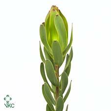 Срезанные цветы оптом Leucadendron laurel yellow от 50шт. из Голландии с доставкой по России