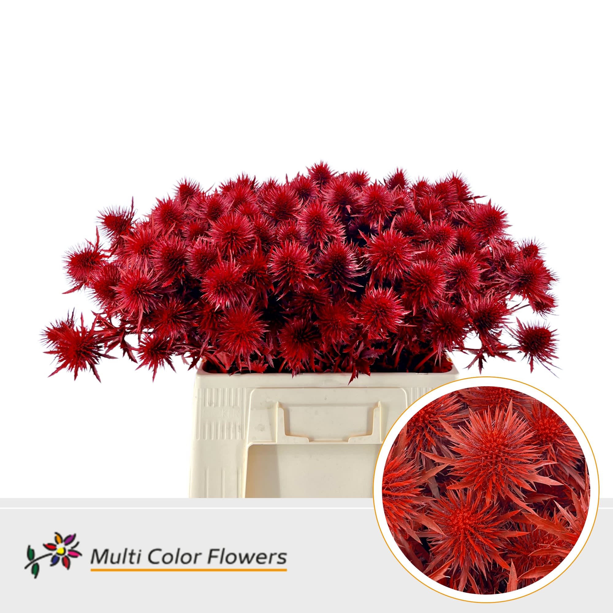 Срезанные цветы оптом Eryngium alpinum paint red от 50шт из Голландии с доставкой по России