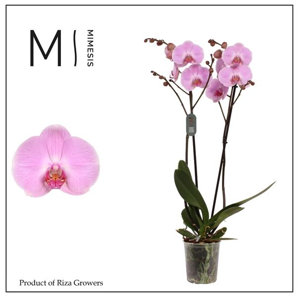 Горшечные цветы и растения оптом Phal 2st Elion 16+ Mimesis от 10шт из Голландии с доставкой по России