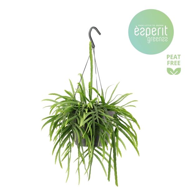 Горшечные цветы и растения оптом Lepismium Bolivianum Hangpot от 6шт из Голландии с доставкой по России