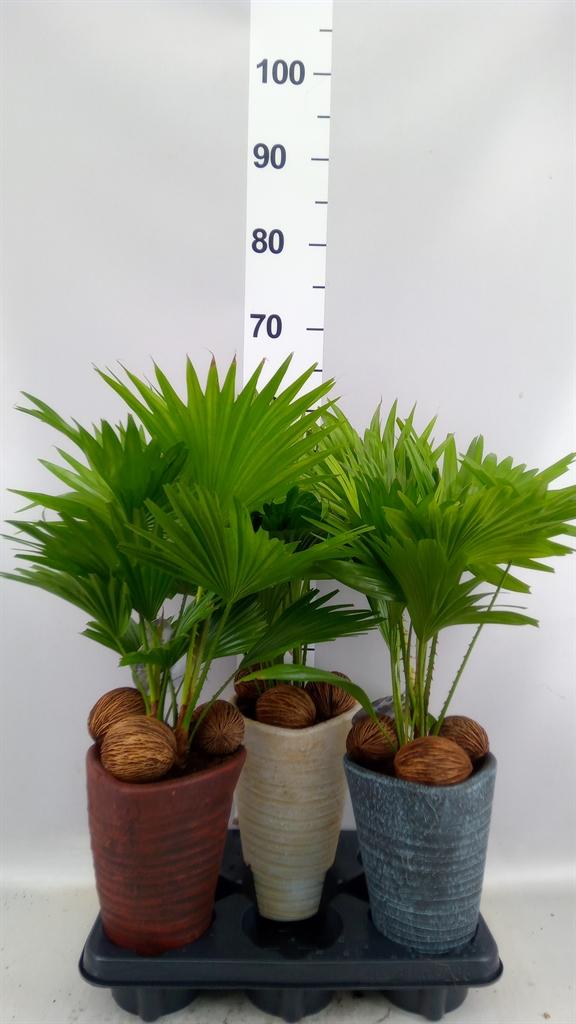 Горшечные цветы и растения оптом Livistona Rotundifolia от 3шт из Голландии с доставкой по России