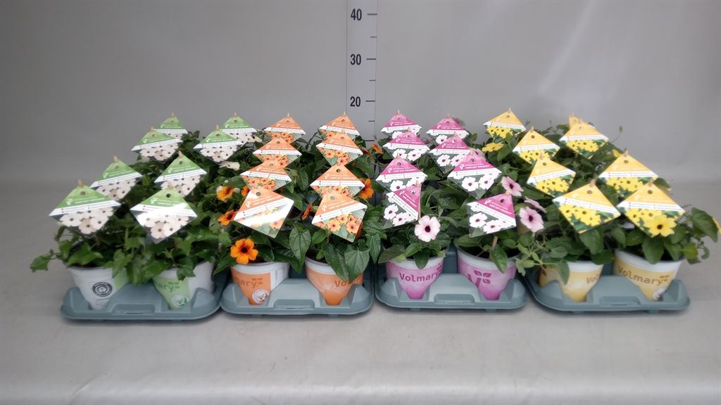 Горшечные цветы и растения оптом Thunbergia Alata от 8шт из Голландии с доставкой по России