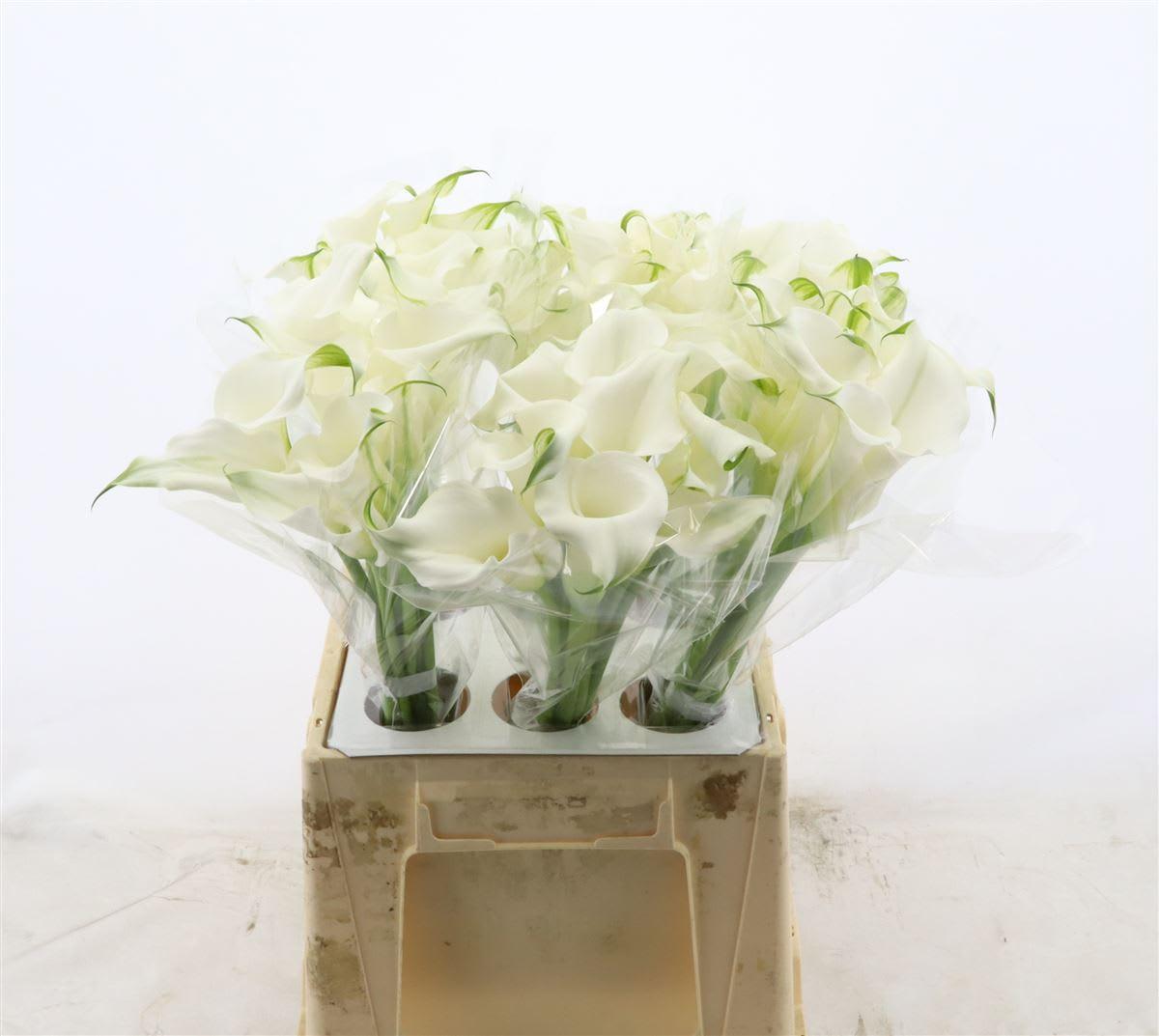 Срезанные цветы оптом Zantedeschia white mambo от 60шт из Голландии с доставкой по России