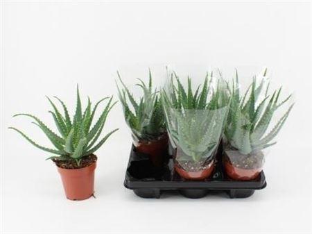 Горшечные цветы и растения оптом Aloe Arborescens A от 6шт из Голландии с доставкой по России
