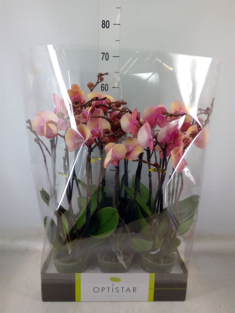 Горшечные цветы и растения оптом Phalaenopsis   ...rose от 6шт из Голландии с доставкой по России