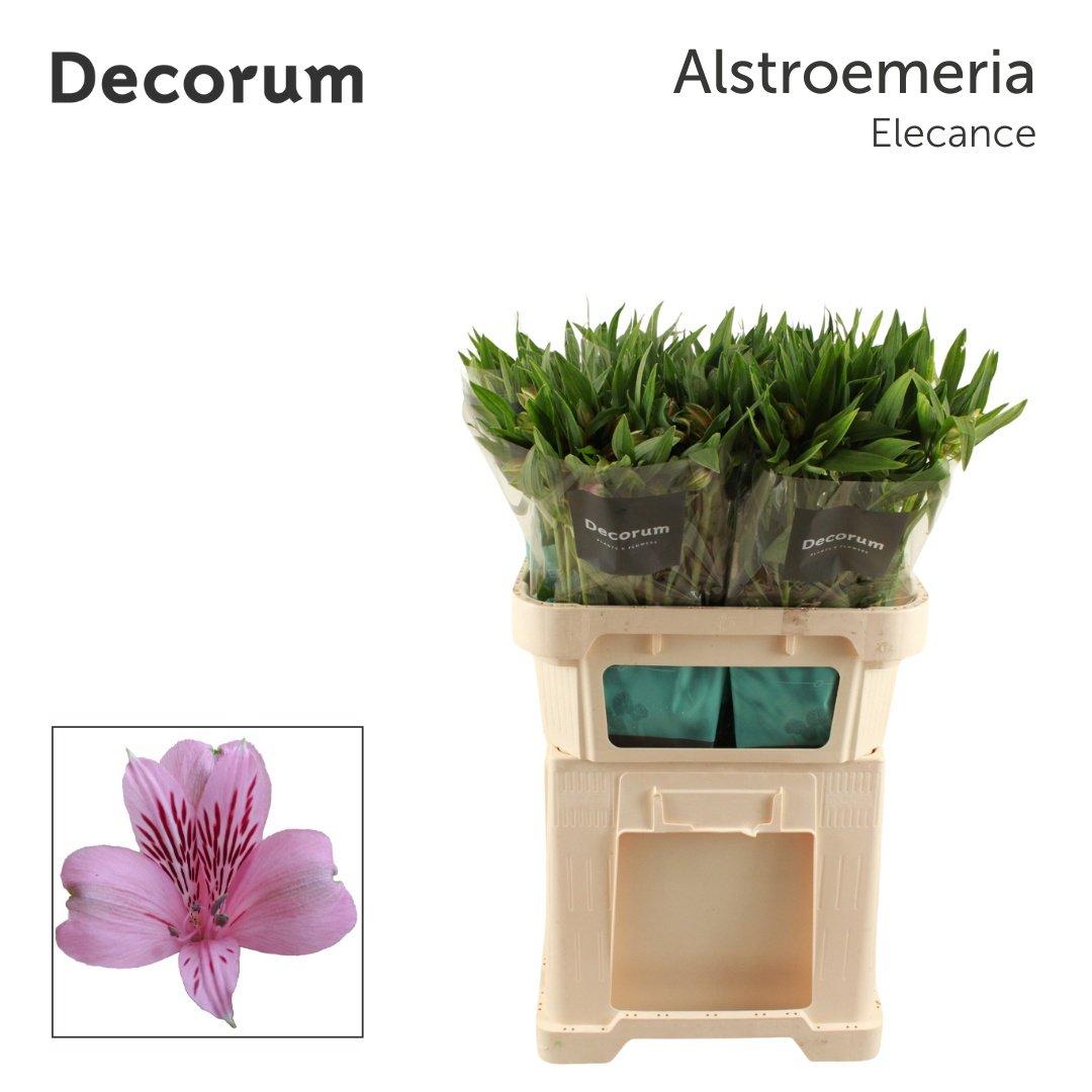 Срезанные цветы оптом Alstroemeria elegance от 50шт из Голландии с доставкой по России