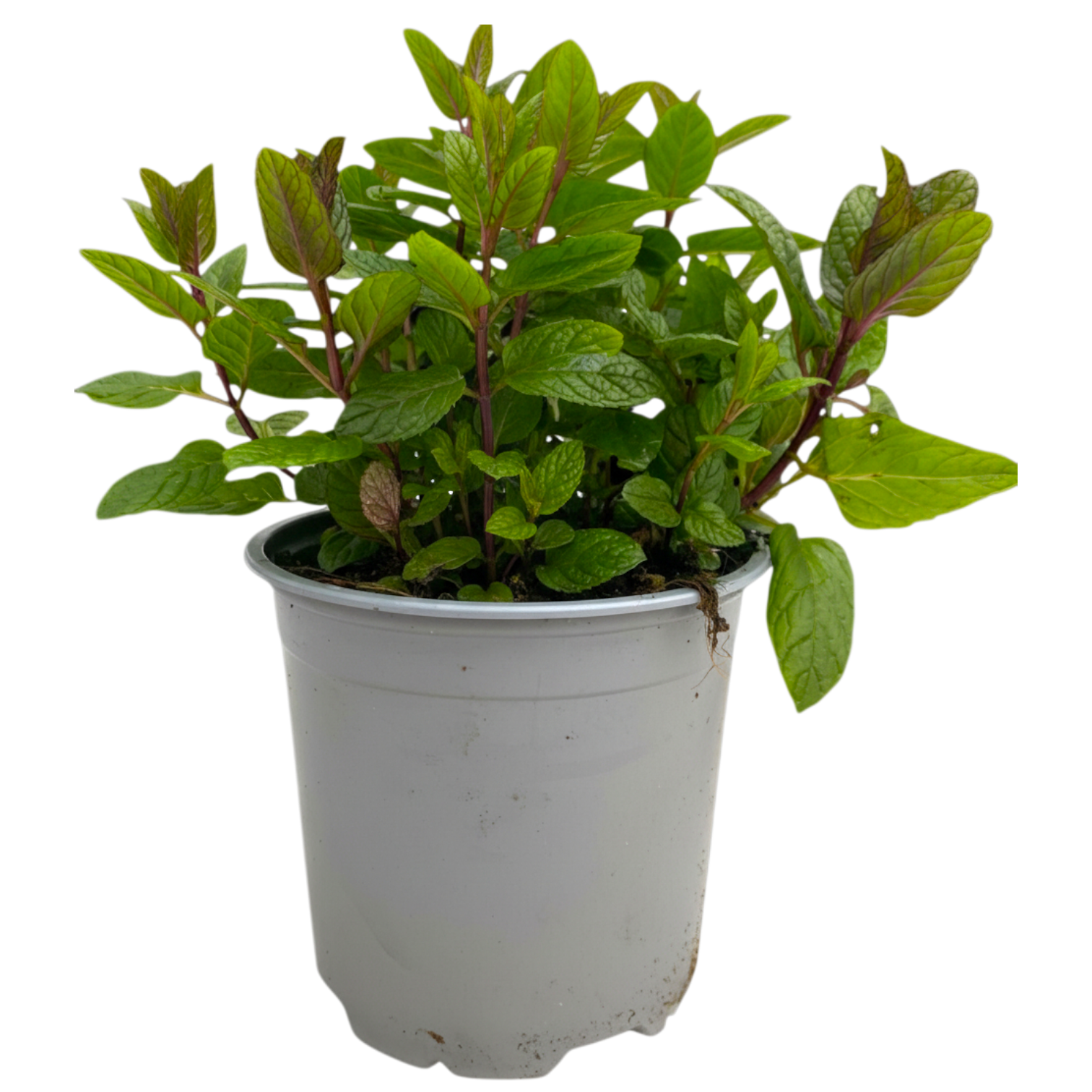 Горшечные цветы и растения оптом Mentha Spicata Maroc от 8шт из Голландии с доставкой по России